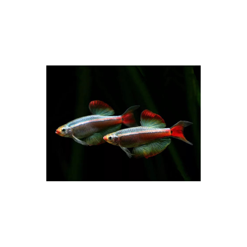 Tanichthys albonubes long fin - min. 3 cm