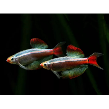 Tanichthys albonubes long fin - min. 3 cm