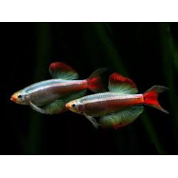 Tanichthys albonubes long fin - 2 - 2.5 cm