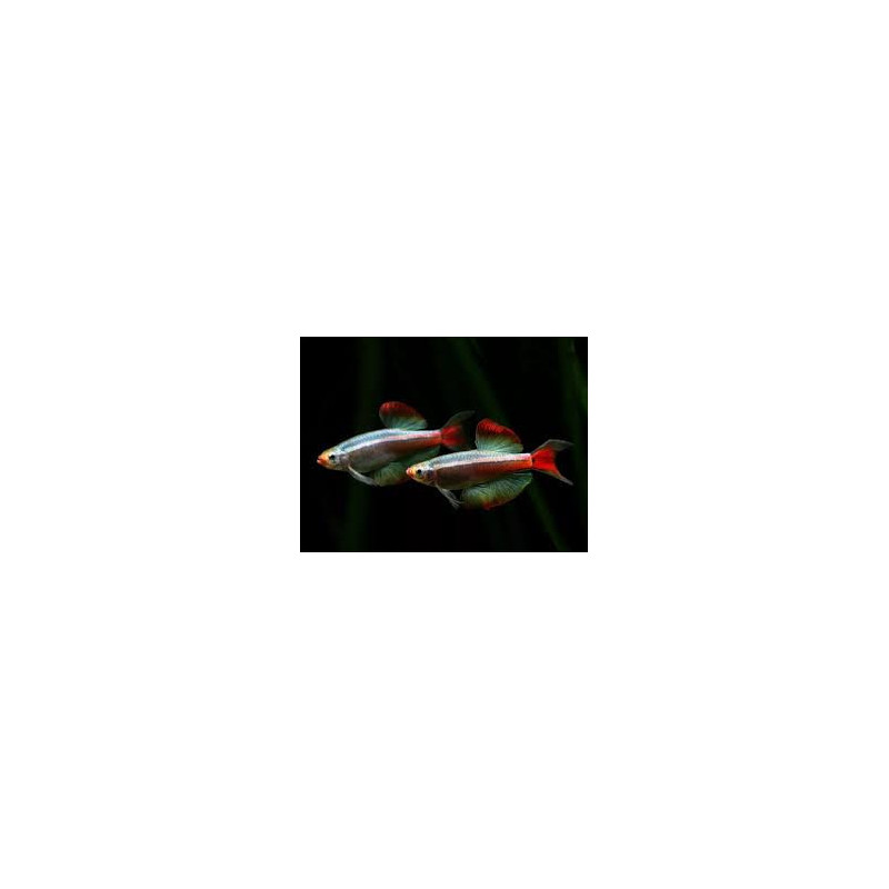 Tanichthys albonubes long fin - 2 - 2.5 cm