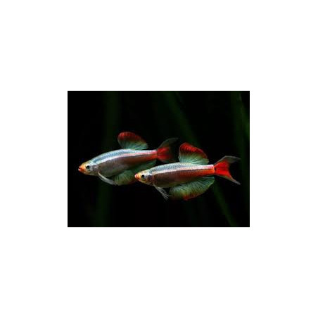 Tanichthys albonubes long fin - 2 - 2.5 cm