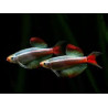 Tanichthys albonubes long fin - 2 - 2.5 cm