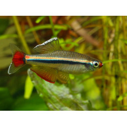 Tanichthys micagemmae - 2 - 2.5 cm