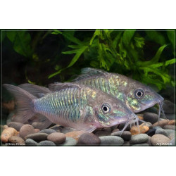 Brochis splendens - 2.5 - 3 cm