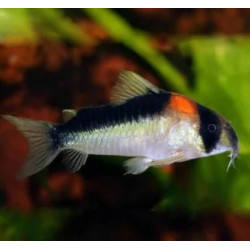Corydoras adolfoi - 2.5 - 3 cm