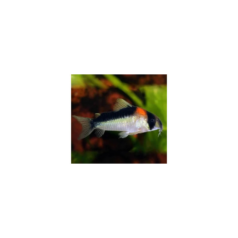 Corydoras adolfoi - 2.5 - 3 cm