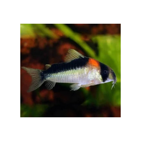 Corydoras adolfoi - 2.5 - 3 cm