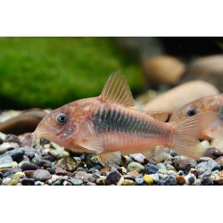 Corydoras aeneus - 3 - 3.5 cm
