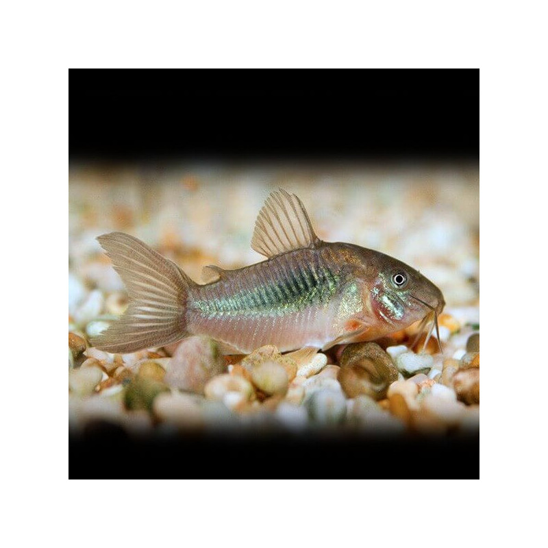 Corydoras aeneus schultzei - 2.5 cm