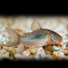 Corydoras aeneus schultzei - 2.5 cm