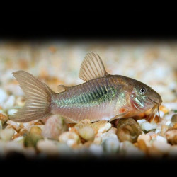 Corydoras aeneus schultzei - 3 - 3.5 cm