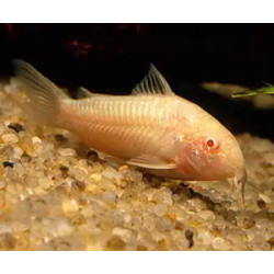 Corydoras aeneus albin - 2 - 2.5 cm