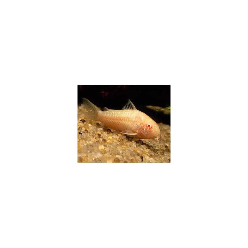Corydoras aeneus albin - 2.5- 3 cm