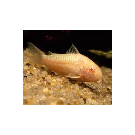 Corydoras aeneus albin - 2.5- 3 cm