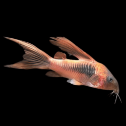 Corydoras aeneus long fin - 3 - 3.5 cm