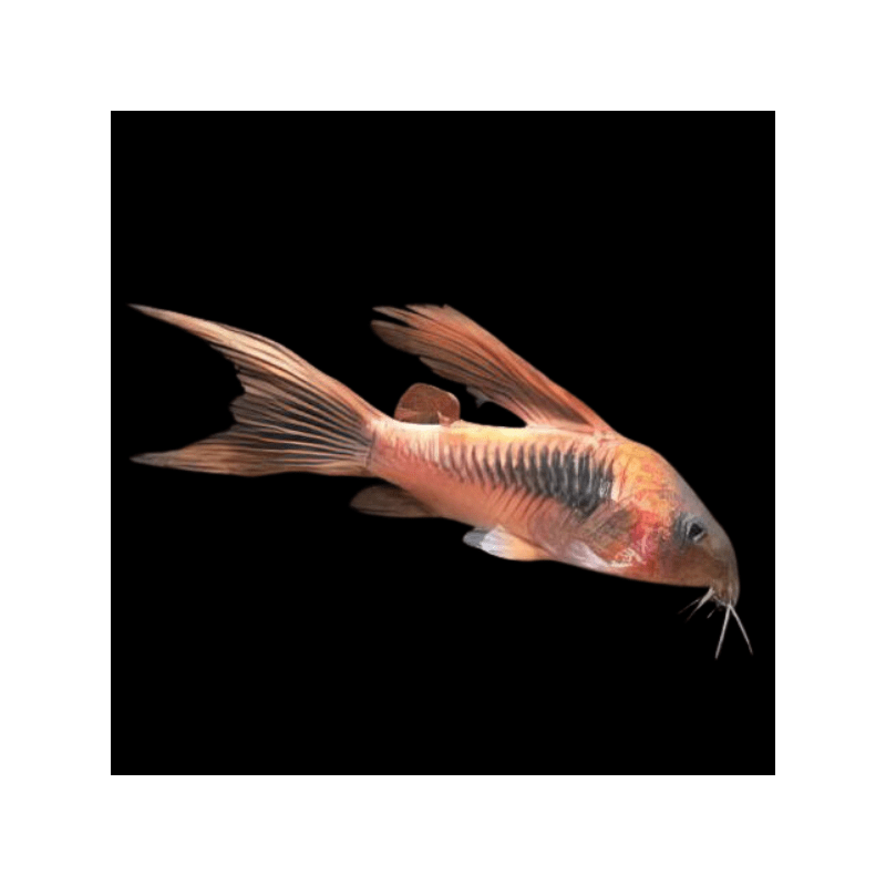 Corydoras aeneus long fin - 3 - 3.5 cm