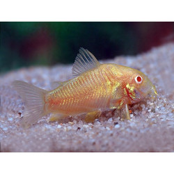 Corydoras aeneus neon albin - 2.5 - 3 cm