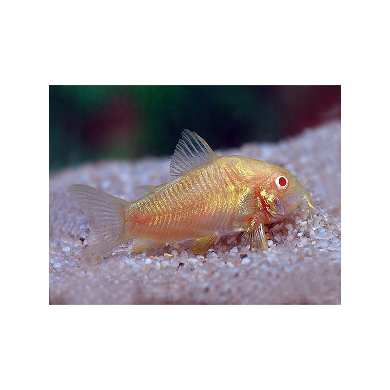 Corydoras aeneus neon albin - 2.5 - 3 cm