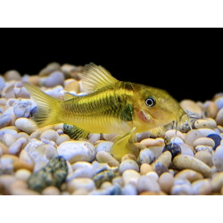Corydoras aeneus peru gold strip - 3 - 4 cm