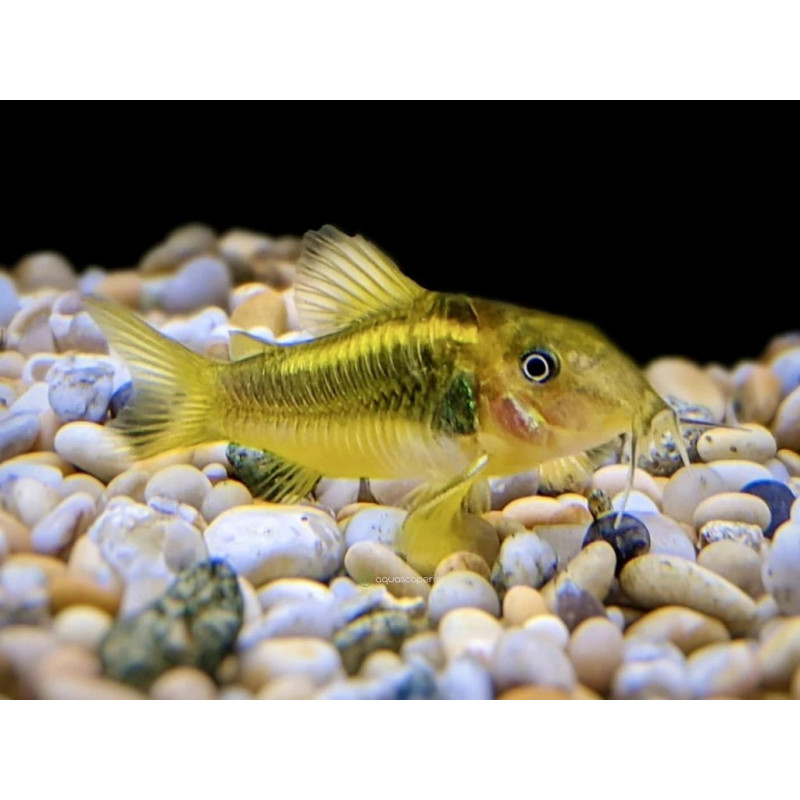 Corydoras aeneus peru gold strip - 3 - 4 cm