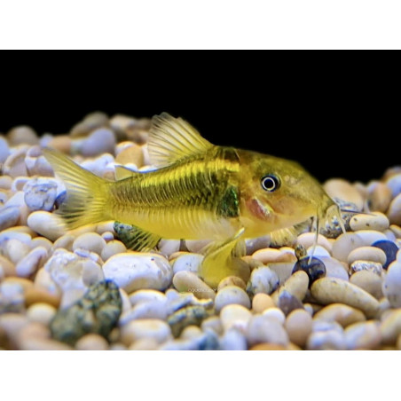 Corydoras aeneus peru gold strip - 3 - 4 cm