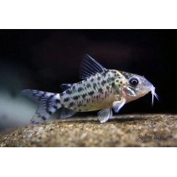 Corydoras agassizii - 3 - 4 cm