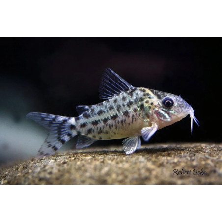 Corydoras agassizii - 3 - 4 cm