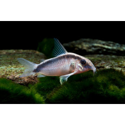 Corydoras arcuatus - 3 - 3.5 cm