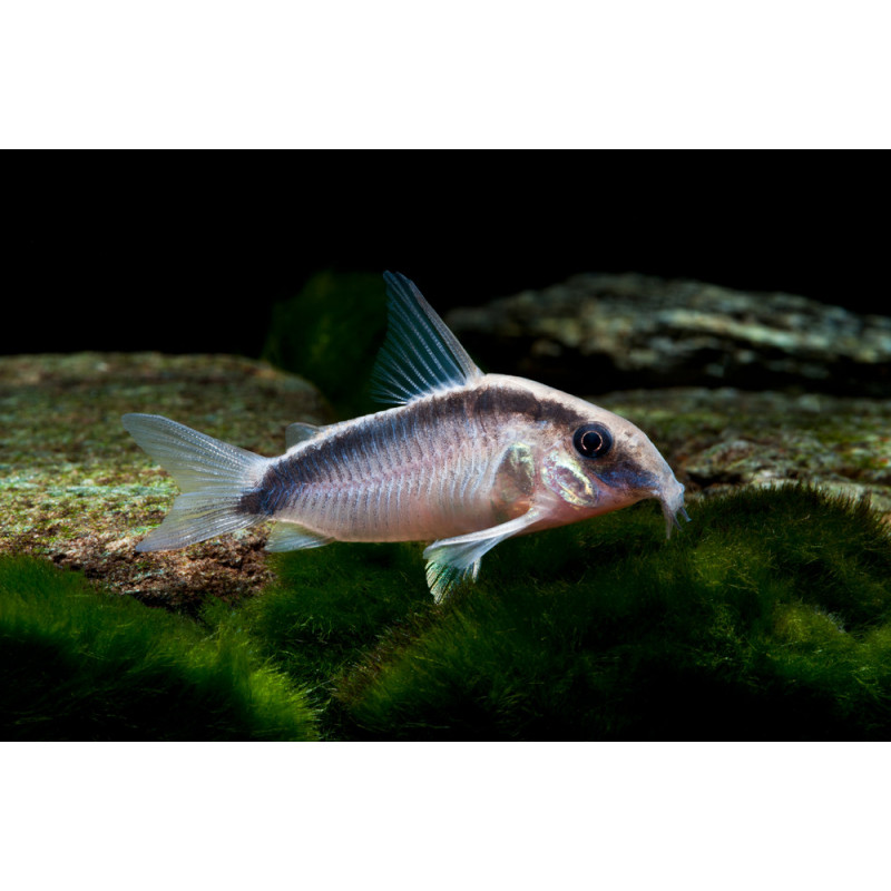 Corydoras arcuatus - 3 - 3.5 cm
