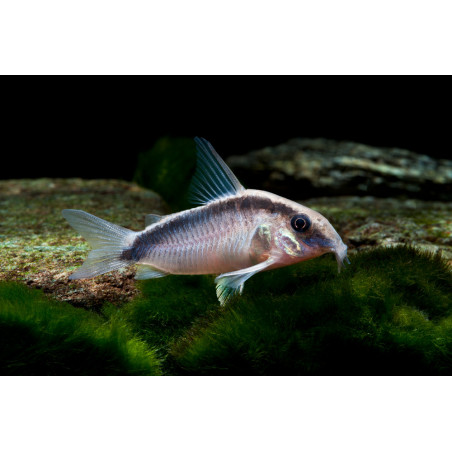 Corydoras arcuatus - 3 - 3.5 cm