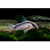 Corydoras arcuatus - 3 - 3.5 cm