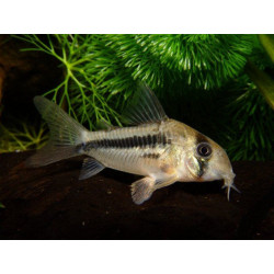 Corydoras axelrodi - 4 - 5 cm
