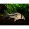 Corydoras axelrodi - 4 - 5 cm