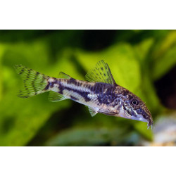 Corydoras barbatus - 2.5 - 3 cm