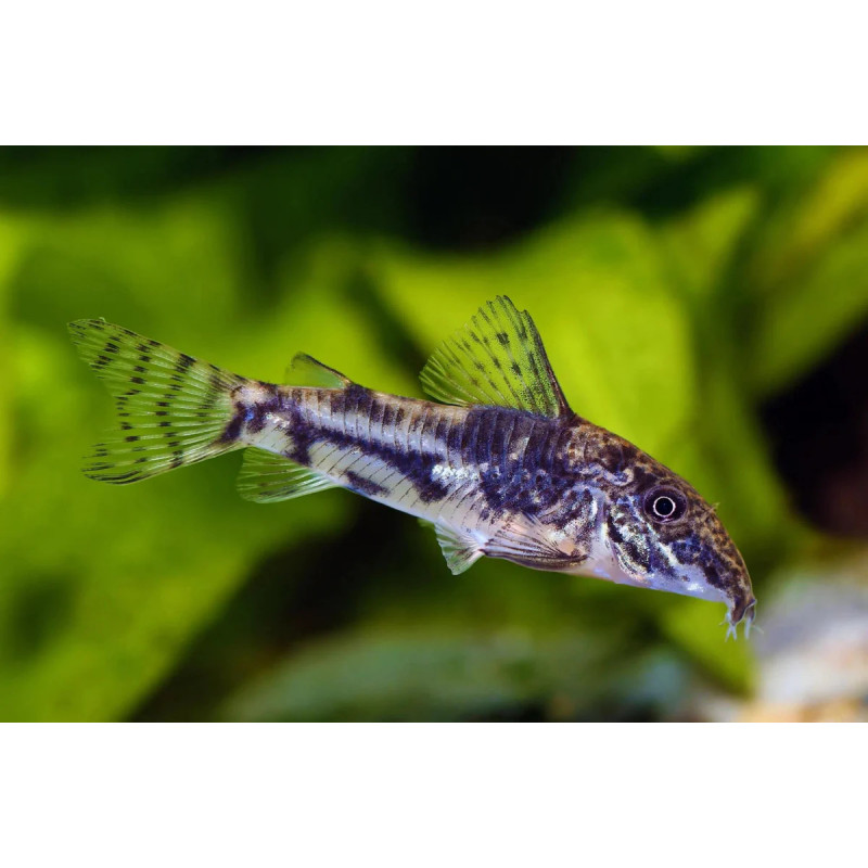 Corydoras barbatus - 2.5 - 3 cm