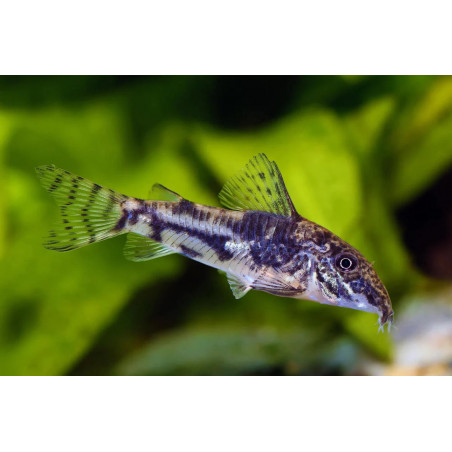 Corydoras barbatus - 2.5 - 3 cm