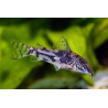 Corydoras barbatus - 2.5 - 3 cm