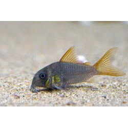 Corydoras concolor - 2 - 3 cm