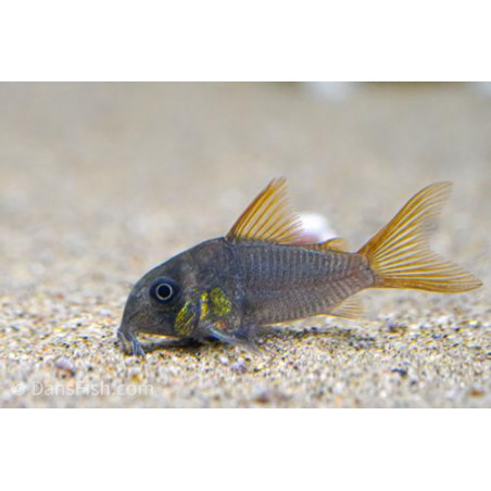 Corydoras concolor - 2 - 3 cm