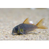 Corydoras concolor - 2 - 3 cm