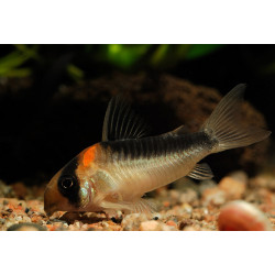 Corydoras duplicareus - 2.5 - 3 cm