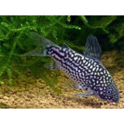 Corydoras elegans - 3 - 3.5 cm