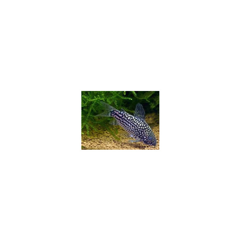 Corydoras elegans - 3 - 3.5 cm