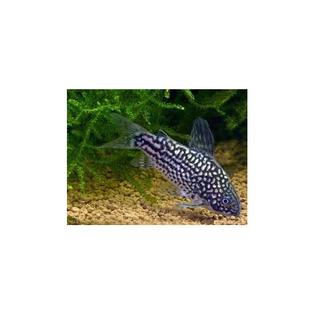 Corydoras elegans - 3 - 3.5 cm