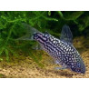 Corydoras elegans - 3 - 3.5 cm
