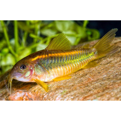 Corydoras gold laser sp. CW010 - 3 - 4 cm