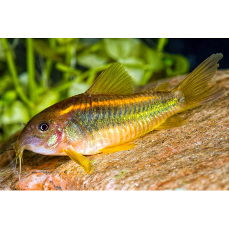 Corydoras gold laser sp. CW010 - 3 - 4 cm