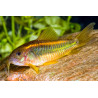 Corydoras gold laser sp. CW010 - 3 - 4 cm