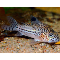 Corydoras julli leopard - 2  - 3 cm