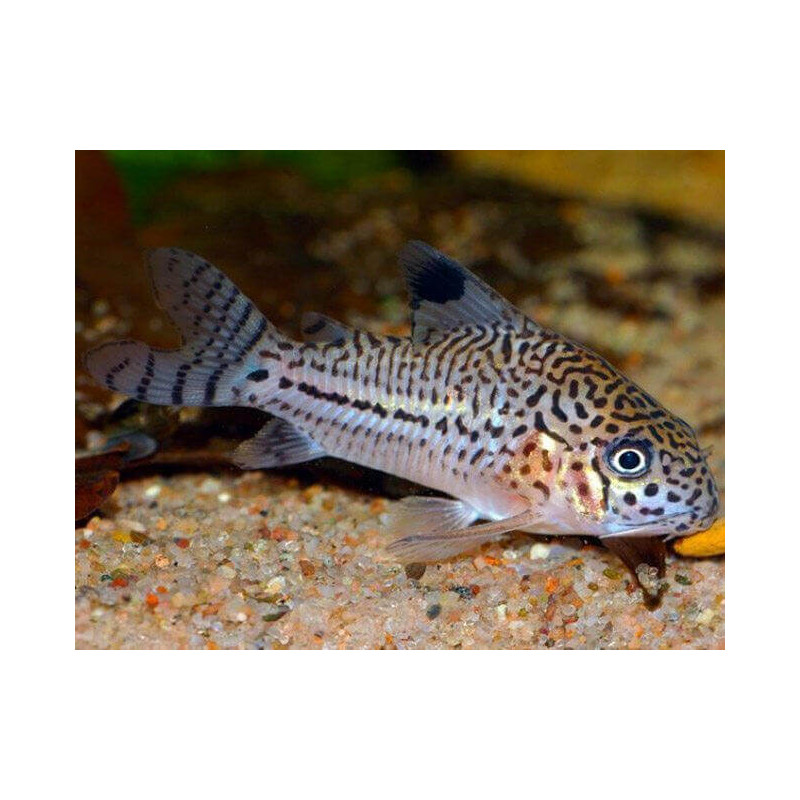 Corydoras julli leopard - 2  - 3 cm